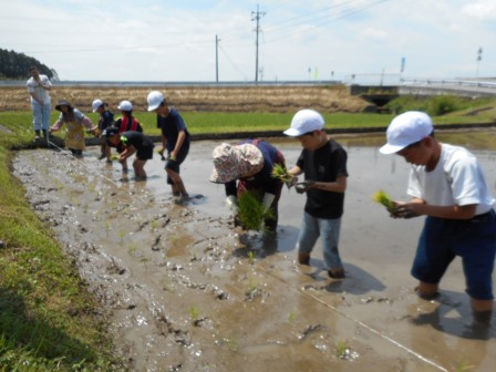田植え体験2