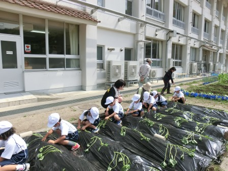学級菜園